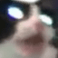blurrypicturesofcats